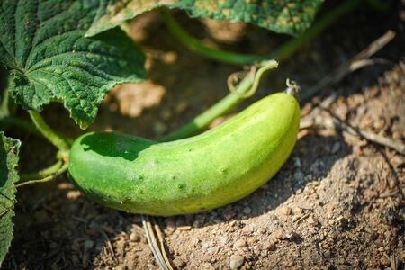Cucumber plant in the garden wait harvest / Fresh organic cucumber growing in the soil at farm の写真素材