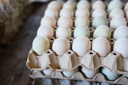Fresh eggs white duck egg box / produce eggs fresh from the farm organic の写真素材