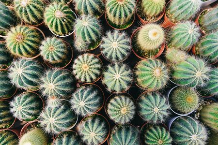 Miniature cactus pot decorate in the garden / various types beautiful cactus market or cactus farm ,...