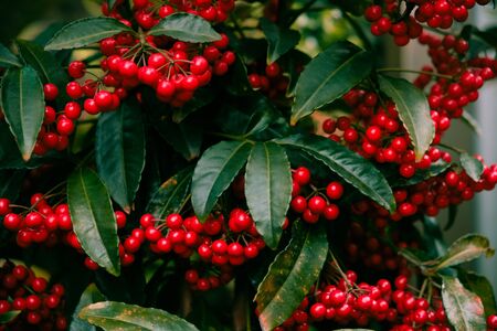 Red fruits of ardisia crenata or coral berrie in Japanese winter / Christmas berryの写真素材