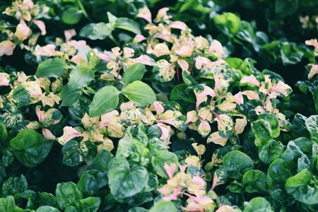 Watercress growing in the vegetable garden plant green leaf texture background / Fresh watercress...