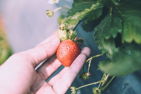People picking strawberry in garden / harvest strawberries on a field