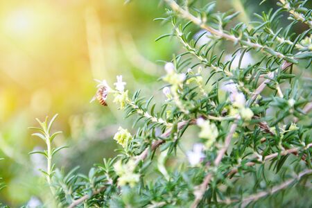 Organic rosemary plant growing in the garden for extracts essential oil / Fresh rosemary herbs nature green background with bee insect on flower rosemary の写真素材