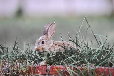 The bunny brown rabbit on green grass  / rabbit easter concept