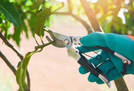 Gardening tool and works pruning trees concept / Hand holding pruning shears cuting mango tree...