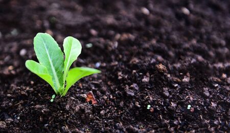 planting vegetables lettuce leaf on soil in the garden / green young plant growing gardening...