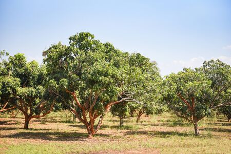 Longan tree in the agriculture asian / longan tropical fruit in the garden summer
