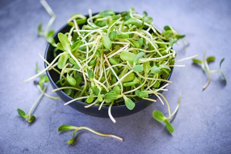 Green young sunflower sprouts on bowl for cooked food healthy vegetables / Sunflower seedling conceptの写真素材