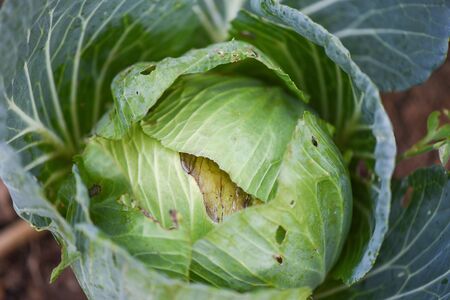 Cabbage rotten and damaged by insects pests / Organic vegetables farming and agriculture industry nontoxic Clean food conceptの写真素材