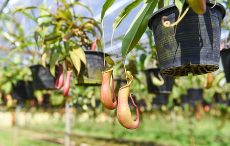 Nepenthes in pot hanging at green house  background / Nursery nepenthes growing for decorate in the gardenの写真素材