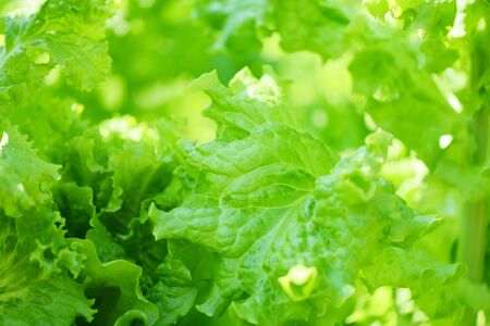 Fresh lush lettuce leaves background on herbal farm / Close up of green vegetable salad in the...