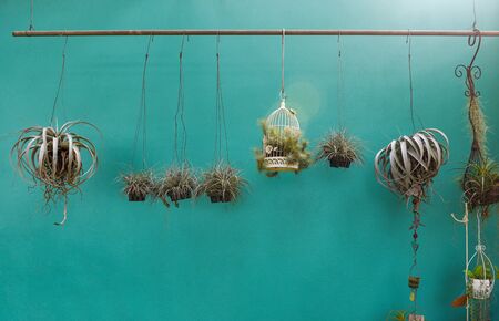 Plants in pots hang on wall decorating in home gardening modern green garden environment , live wallの写真素材