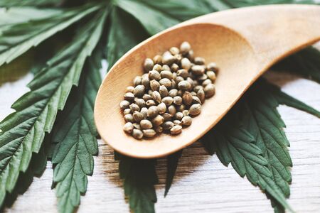 Marijuana seeds on wooden spoon and marijuana leaf on wood background / Cannabis seeds Hemp medicalの写真素材