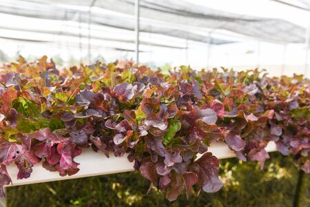Fresh red oak lettuce salad growing in the garden hydroponic farm salad plants in the greenhouseの写真素材