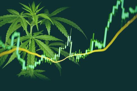 Business marijuana cannabis leaves with stock graph charts on the stock market exchange or trading analysis investment / Commercial cannabis medicine money higher value conceptの写真素材