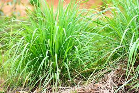 lemon grass plant in the garden for ingredients used in thai food cooking and herb / lemon grass leaf の写真素材