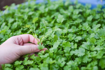 Coriander plant leaf on hand picking in the graden nature background / Green coriander leaves vegetable for food ingredients  の写真素材