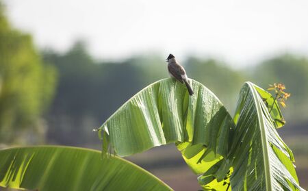 bird on banana tree / Red-whiskered Bulbul 