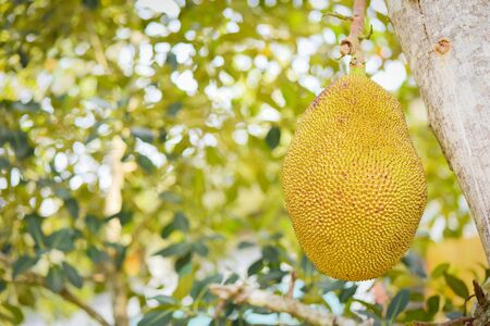 Jackfruit hanging on the jackfruit tree in the garden fruit in thailand 