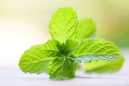 Peppermint leaf on wooden background / Fresh mint leaves nature green herbs or vegetables food
