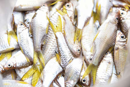 Freshwater fish little / Yellow tail fish from the river Asia