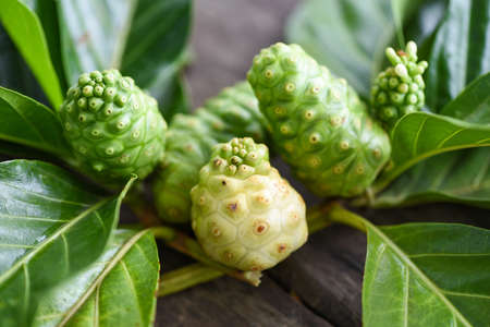 noni fruit on wooden background / fresh ripe and raw noni leaf , Great morinda (Noni) or Morinda citrifoliaの写真素材