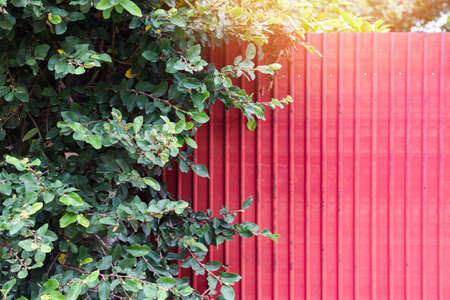 Plant tree and fence zinc red in summer / green leaf and zinc texture backgroundの写真素材