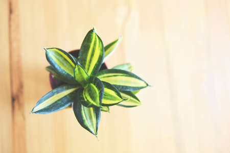 plant in pot on the wooden table background , top view / pot plant in house creative minimal of...