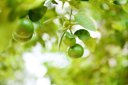 Green limes on a tree / Fresh lime citrus fruit in the garden farm agricultural with nature green blur backgroundの写真素材
