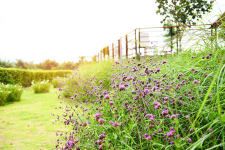 Purple flowers blooming in the garden and grass field in the morning / summer garden