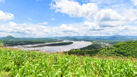 Green corn field in plantation agriculture Asian with river and blue sky background / nature of beautiful morning corn field on the mountainの写真素材