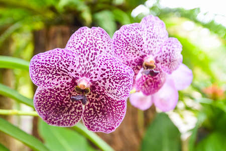 Vanda orchid with leaves background / beautiful orchid flower purple in the nature farm nursery...