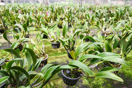 orchid farm with orchid flower pot hanging on the farm roof in the nursery plantの写真素材