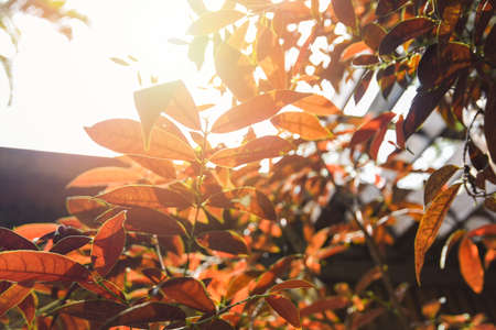 autumn leaves on tree in sunny morning light nature leafの写真素材