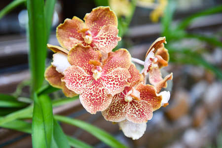 Vanda orchid with leaves background / beautiful orchid flower brown in the nature farm nursery plantの写真素材