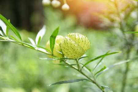 Balloon plants ornamental tree / balloon Cotton bush Swan Plant , Gomphocarpus physocarpus