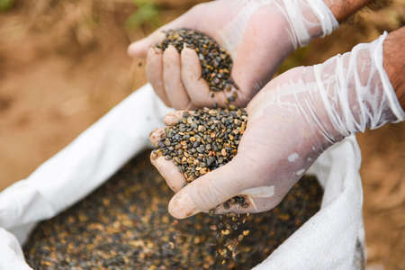Hands with taking seeds / nuts or bean seed on hand for plantation cultivationの写真素材