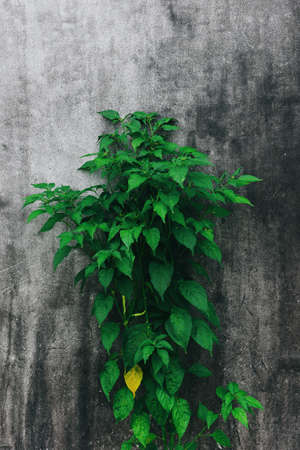 plant tree on dark wall background / Chili tree
