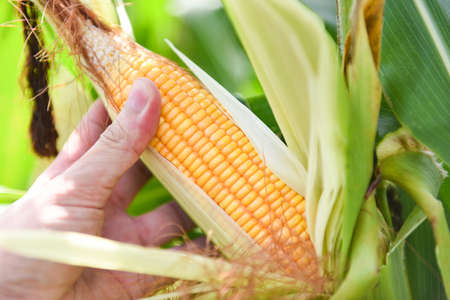 Ripe corn cob on tree wait for harvest in corn field agriculture / Fresh corn on the cob stalk in...