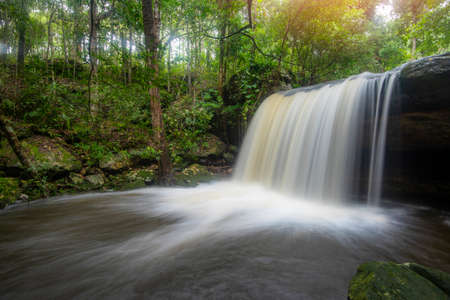 The jungle green tree and plant detail nature in the rain forest with moss fern on the rock and...