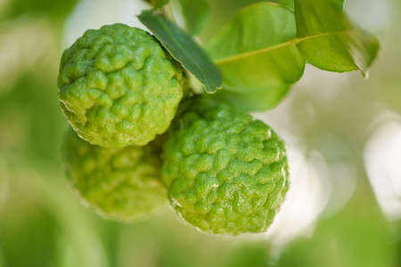 Fresh bergamot fruit on tree nature background, Kaffir Lime, Citrus bergamia with leaf on wooden...