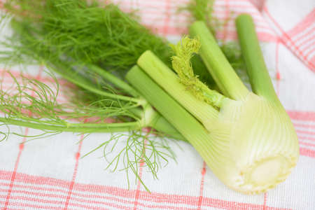 Fennel vegetable from the garden , Fresh raw fennel bulbs ready to cook on foodの写真素材
