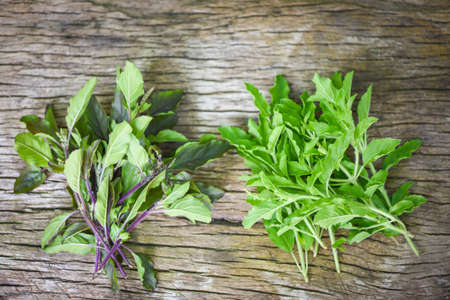 Holy basil leaf nature vegetable garden on wooden table kitchen herb and food - Ocimum sanctum ,...