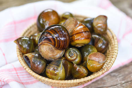 Apple snail freshwater snail river from nature field for food cooked Thai local food, Pila...