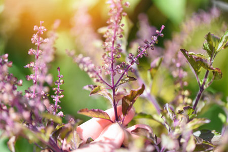 Purple holy basil leaf and flower nature vegetable garden on wooden table kitchen herb and food -...