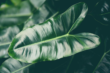 Leaf beautiful in the tropical forest plant jungle, Natural green leaves pattern dark background