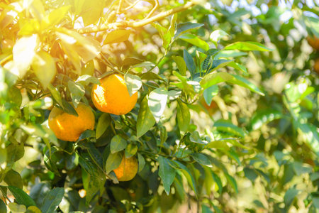 Orange fruit on the orange tree in the summer gardenの写真素材