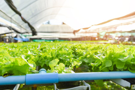 Hydroponic lettuce growing in garden hydroponic farm lettuce salad organic for health food, Greenhouse vegetable on water pipe with green oak and red oakの写真素材