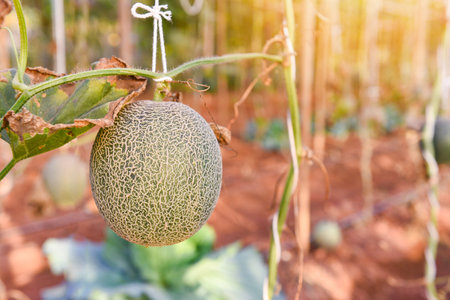 Cantaloup melon growing in the garden, Green melon farm organic in greenhouseの写真素材