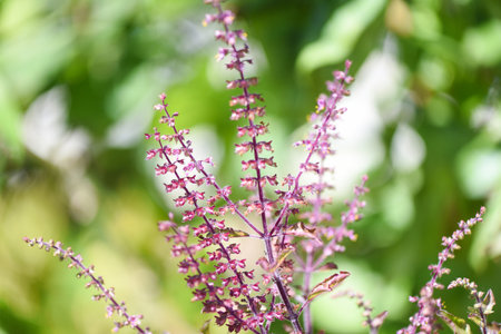 Purple holy basil leaf and flower nature vegetable garden on wooden table kitchen herb and food - Ocimum sanctum , green sweet basil in thailandの写真素材